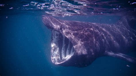 gargantuan shark|massive shark sighted.